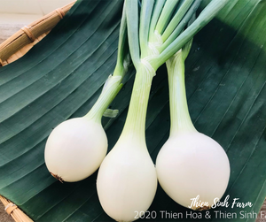 140 Fri-fam Fresh Onion/Hành tây tươi/葉玉ねぎ180g