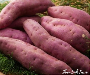 142 Mon-fam Sweet potato/Khoai lang nhật/サツマイモ500g