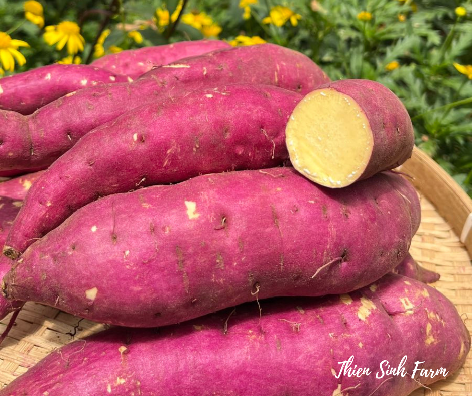 142 Mon-fam Sweet potato/Khoai lang nhật/サツマイモ500g