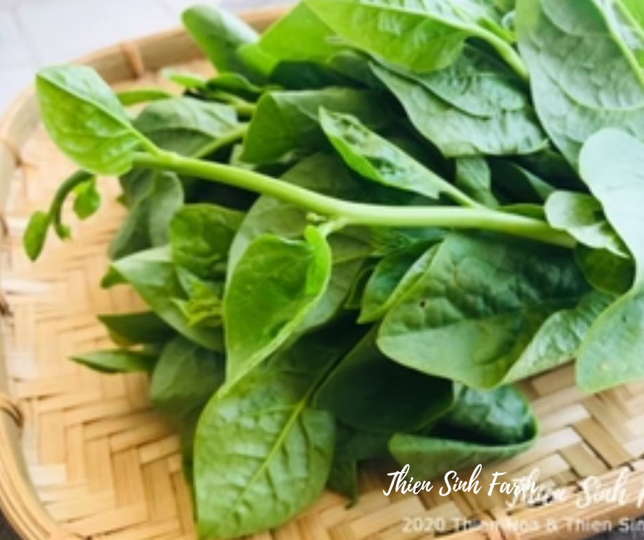 145 Mon-fam Malabar spinach/Mồng tơi/ツルムラサキ300g