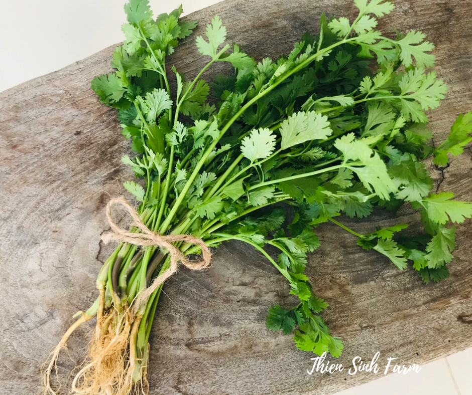 150 Thu-fam Coriander/Ngò rí/コリアンダー50g