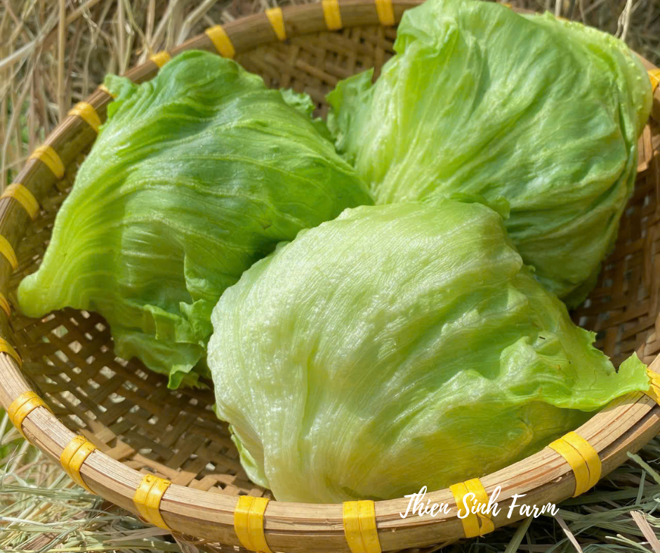 160 Mon-fam Iceberg lettuce/Xà lách cuộn/レタス300g