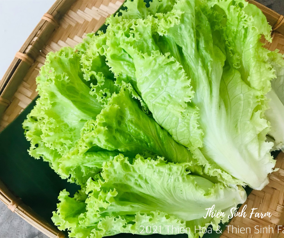 161 Tue-fam Green batavia lettuce/Xà lách ria/リーフレタス300g