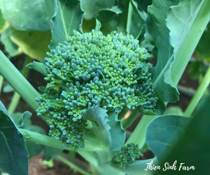 169 Tue-fam Baby Broccoli/Súp lơ xanh Baby/芽ブロッコリー250g