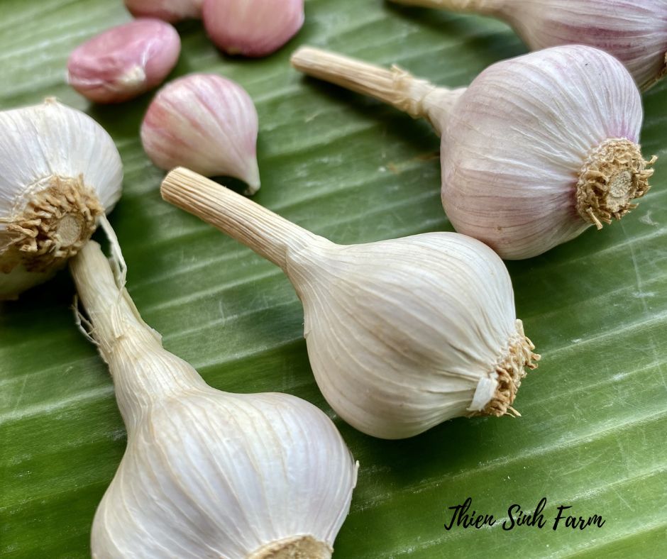 272 Mon-fam Garlic/Tỏi/ニンニク300g