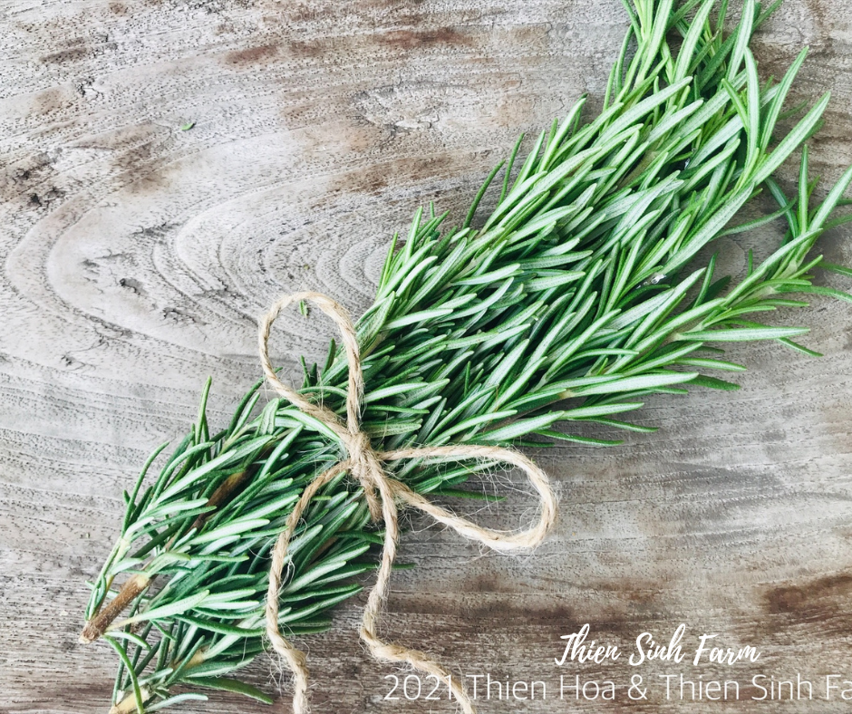 174 Thu-fam Rosemary/Hương thảo/ローズマリ40g