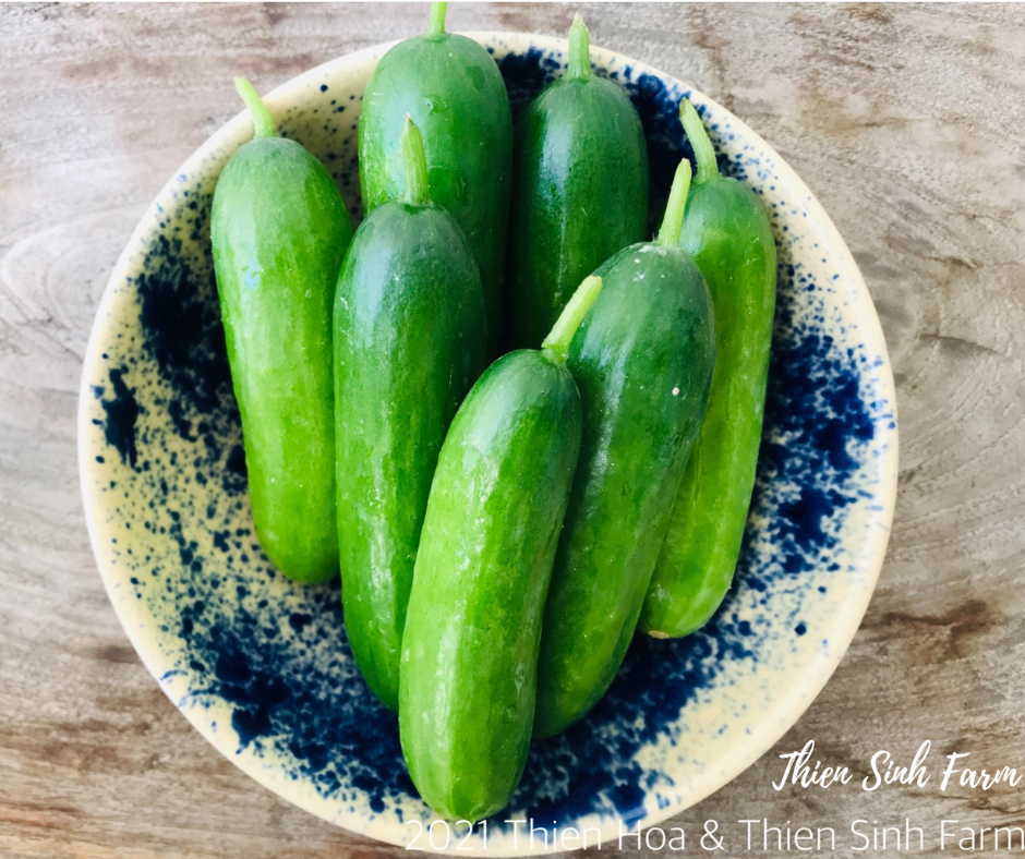 180 Fri-fam Baby Cucumber/Dưa leo Baby/小キュウリ300g