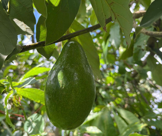 182 All-fam Avocado /Bơ sáp /アボガド 800g