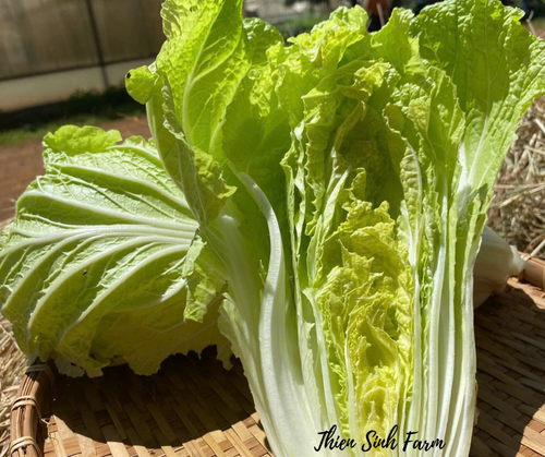 188 Mon-fam Chinese cabbage/Cải thảo/キムチ白菜500g