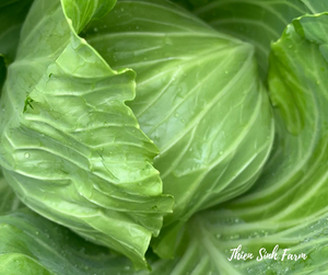 755 Thu-fam Young Cabbage/Bắp cải non/若いキャベツ400g