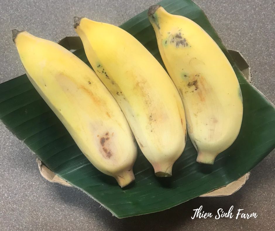197 Tue-fam Envoy banana/Chuối sứ/ Envoy banana400g