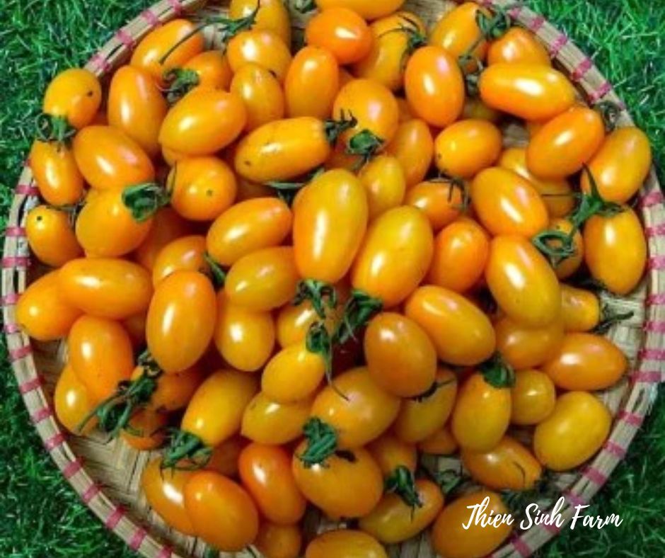 Sinh　chua　tomatoes/Cà　Tue-fam　cherry　Thien　–　Farm　bi　Yellow　421　vàng/黄色ミ二トマト250g