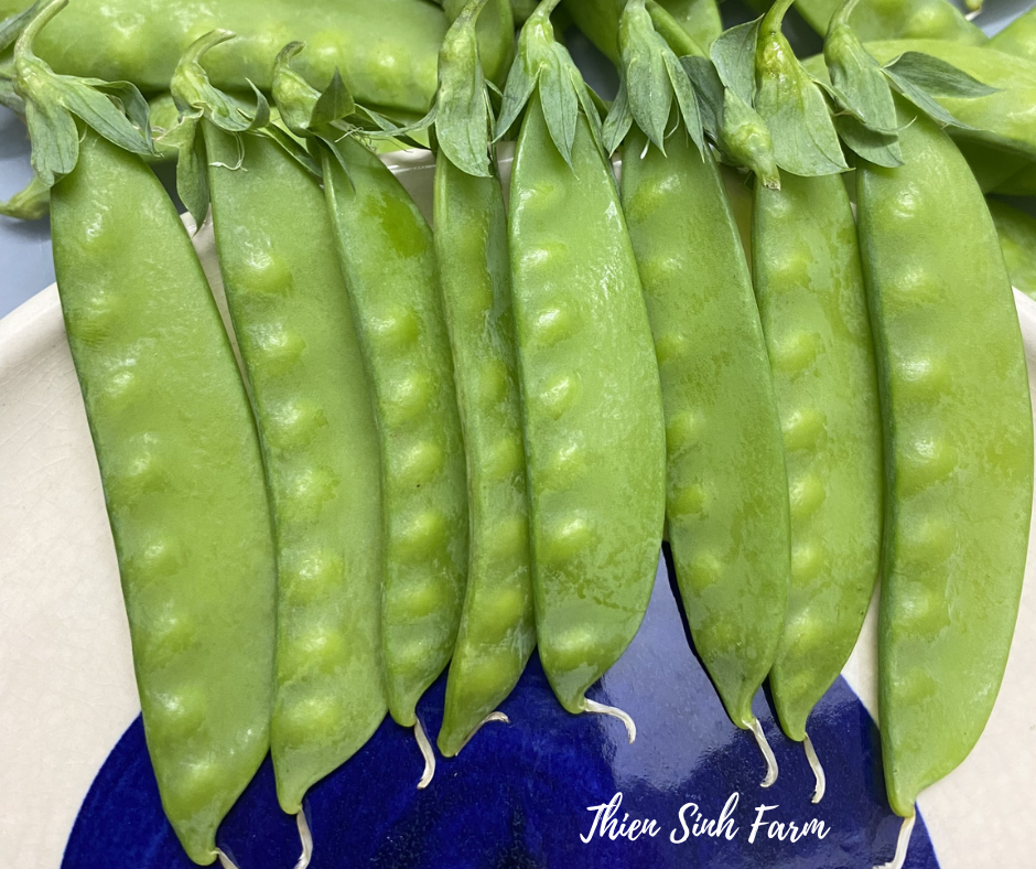 428 Thu-fam Snow Peas/Đậu Hà Lan non/サヤエンドウ100g