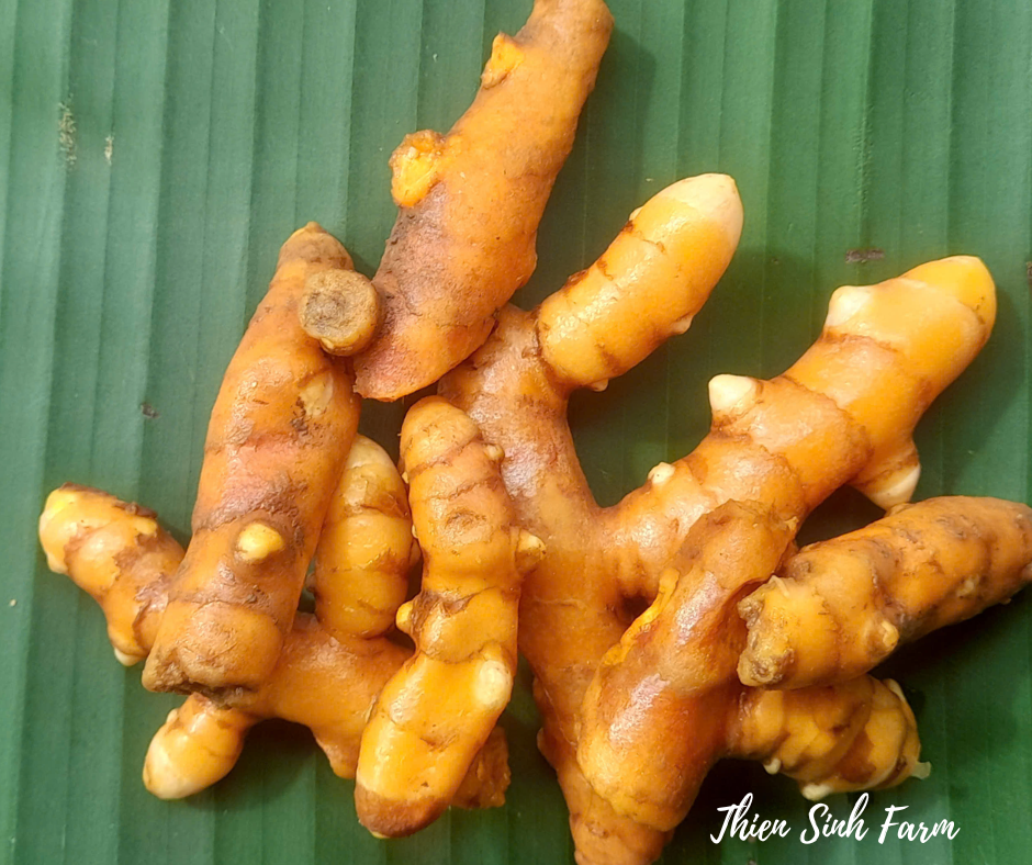 434 Thu-fam Turmeric/Củ nghệ vàng/ウコン100g