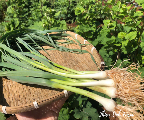 436 Mon-fam Fresh green garlic/Tỏi tươi/葉にんにく120g