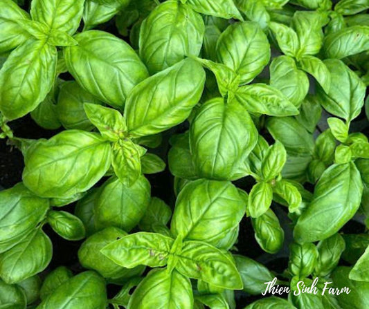 441 Thu-fam Basil/Quế ý/65g
