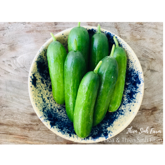 280 Tue-fam Baby Cucumber/Dưa leo Baby/小キュウリ1000g