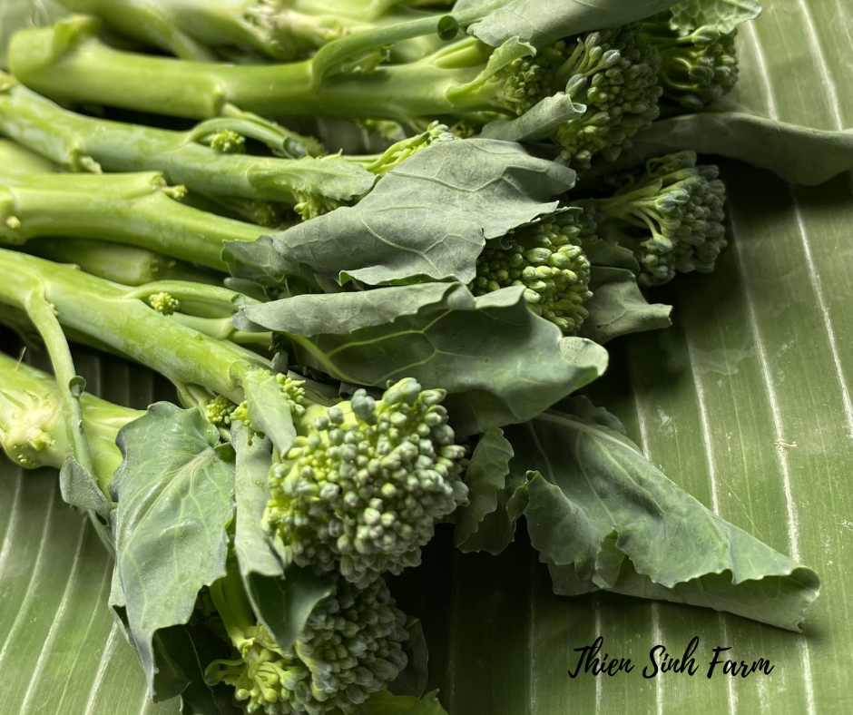 169 Fri-fam Baby Broccoli/Súp lơ xanh Baby/芽ブロッコリー260g