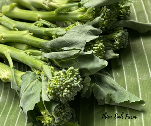 169 Thu-fam Baby Broccoli/Súp lơ xanh Baby/芽ブロッコリー260g