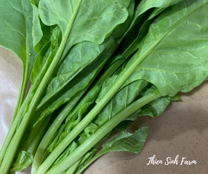 111 Tue-fam Spinach (tropical varieties)/Cải bó xôi nhiệt đới/ほうれん草300g