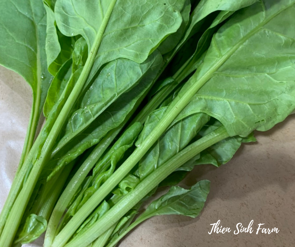 111 Tue-fam Spinach (tropical varieties)/Cải bó xôi nhiệt đới/ほうれん草300g