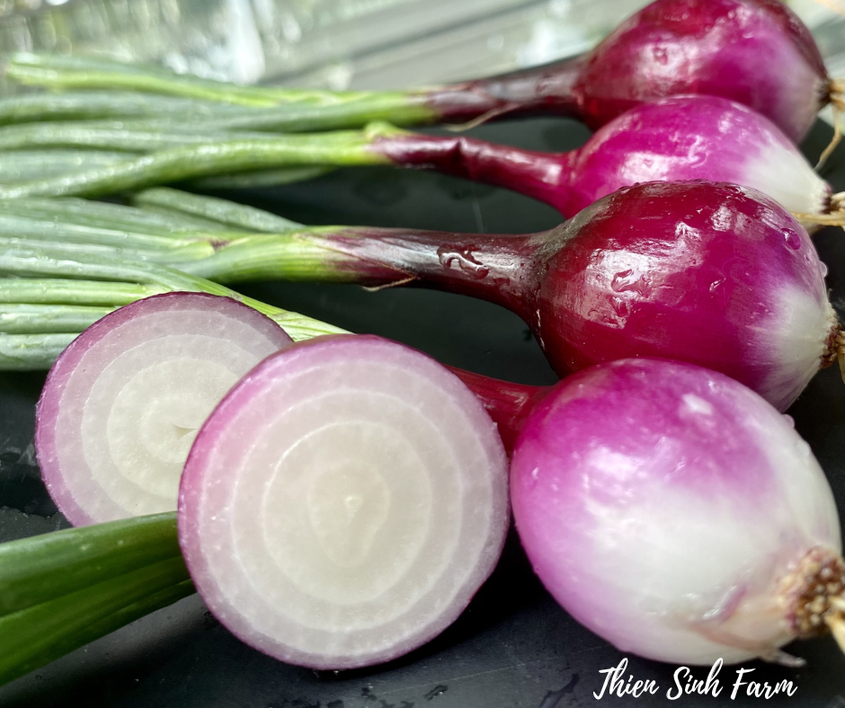 591 Tue-fam Purple Onion/Hành tây tím/新紫玉ねぎ200g
