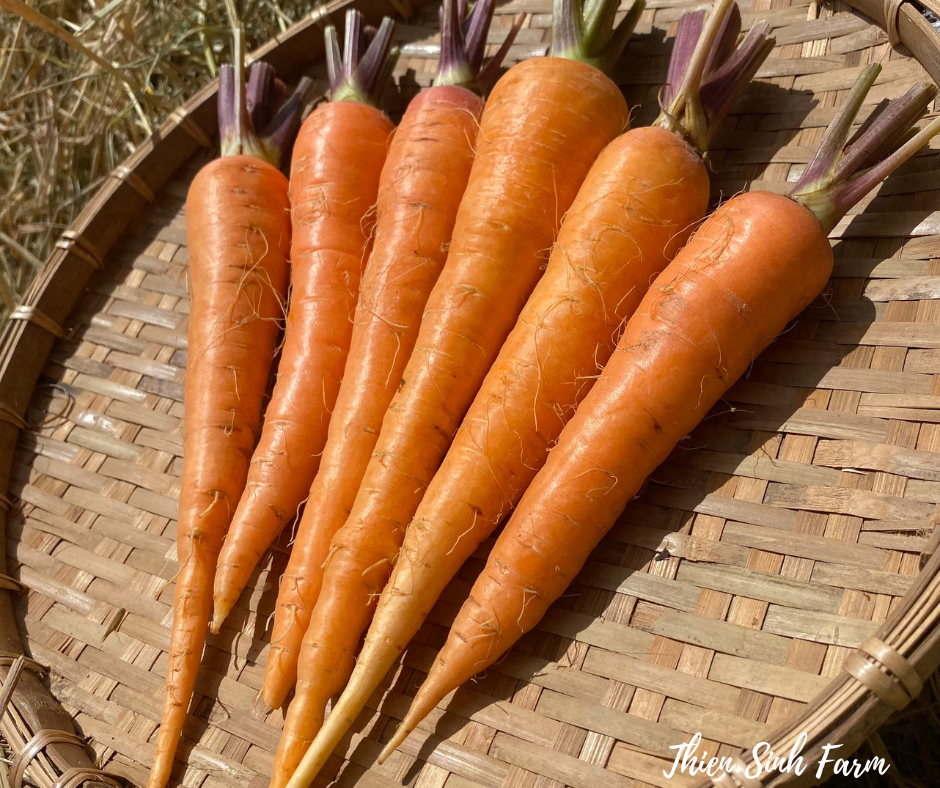 108 Wed-fam Carrot /Cà rốt /人参300g