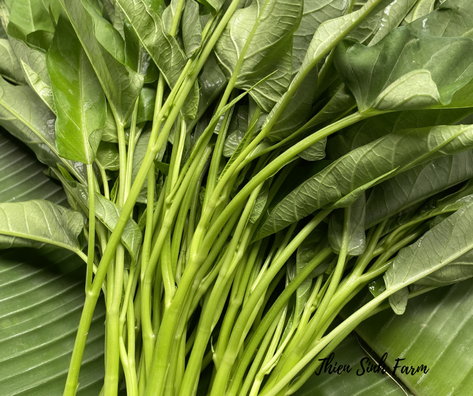 153 Tue-fam Water spinach/Rau muống/空心菜300g
