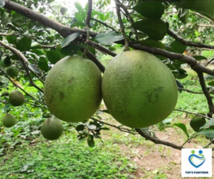 588 Thu-fam Pomelo (with skin)/Bưởi da xanh nguyên quả/ポメロ（外皮付き）(Ms. Be Tu, Ben Tre)1100g