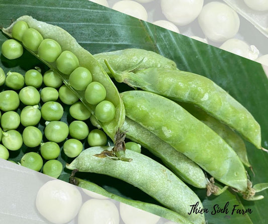 613 Thu-fam Green peas/Đậu hà lan (hạt to)/グリーンピース130g