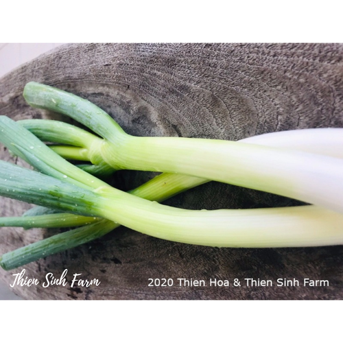 138 Wed-fam Leek/Hành paro/長ネギ250g