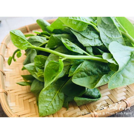 145 Wed-fam Malabar spinach/Mồng tơi/ツルムラサキ300g