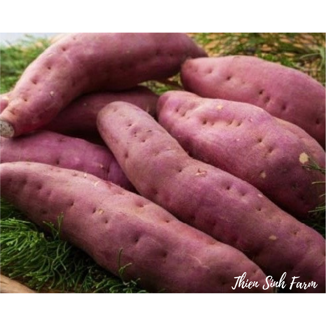 142 Fri-fam Sweet potato/Khoai lang nhật/サツマイモ500g