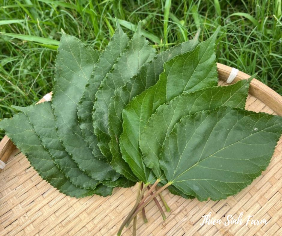 779 Fri-fam Mulberry leaves/Lá dâu tằm/桑の葉 ( 10 leaves )
