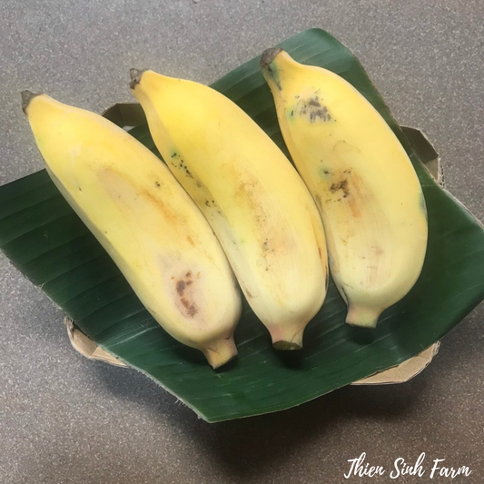 297 Wed-fam Envoy banana/Chuối sứ/Envoy バナナ 1000g