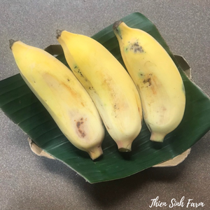 297 Wed-fam Envoy banana/Chuối sứ/1000g