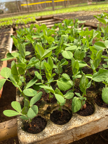 723 ALL-fam Set Snow Peas nursery/Cây giống đậu Hà Lan/サヤエンドウ苗床  (4 Plants)  Price = Eco 20 points