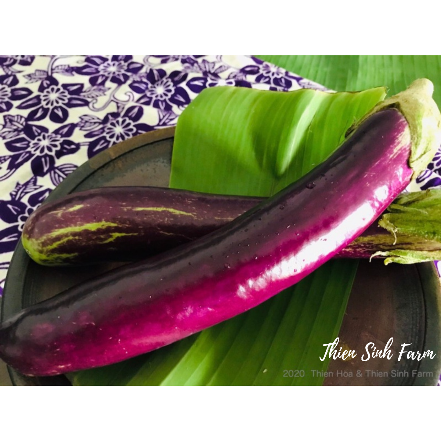 193 Fri-fam Vietnamese eggplant/Cà tím Việt Nam/ナス300g