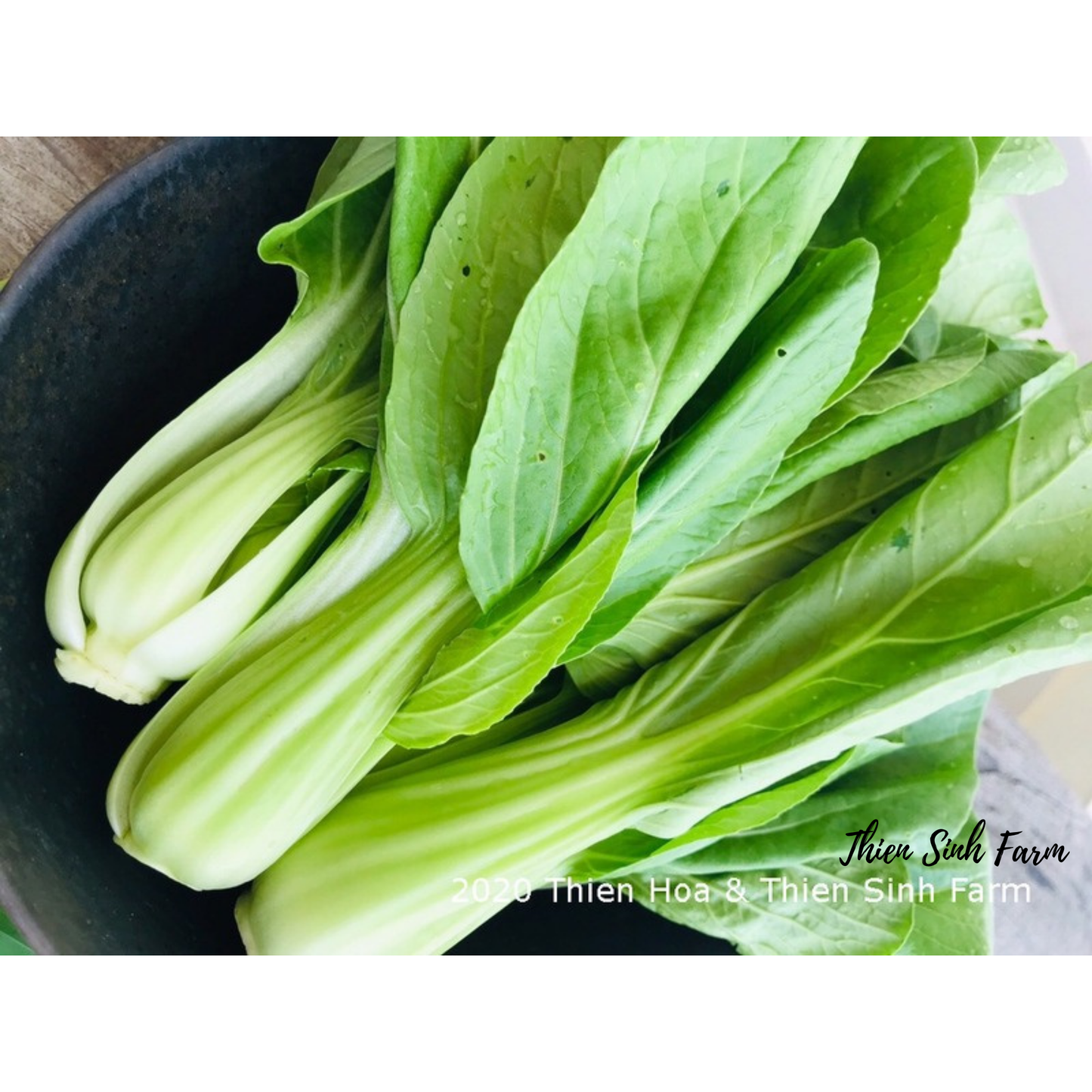 120 Wed-fam Bok choy/Cải thìa/チンゲン菜350g