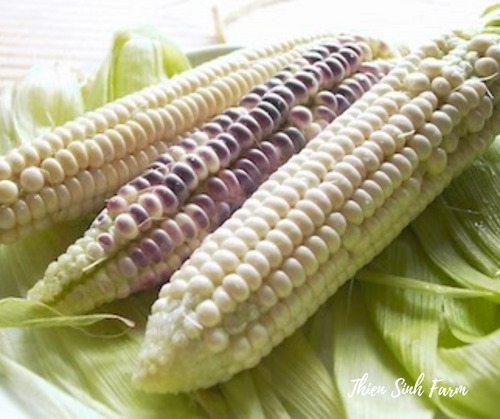 102 Tue-fam Vietnamese corn/Bắp nếp/餅とうもろこし500g