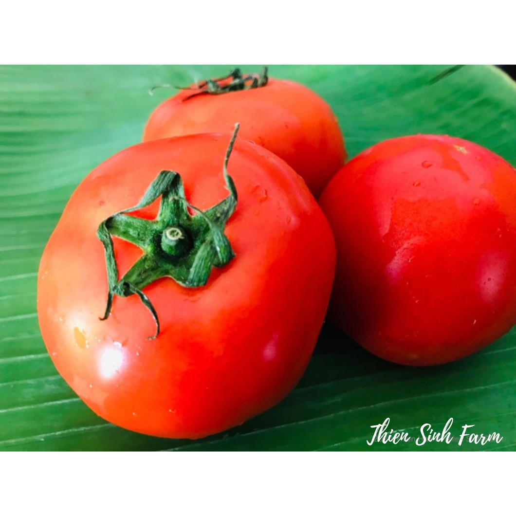 105 Fri-fam Dutch tomato/Cà chua hà lan/大玉トマト（西洋品種）440g