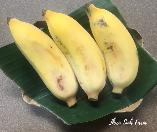 197 Fri-fam Envoy banana/Chuối sứ/Envoyバナナ 400g