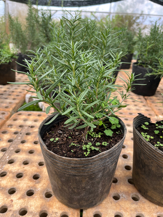 876 All-fam Potted rosemary plant/ Chậu cây hương thảo/ローズマリー鉢植え
