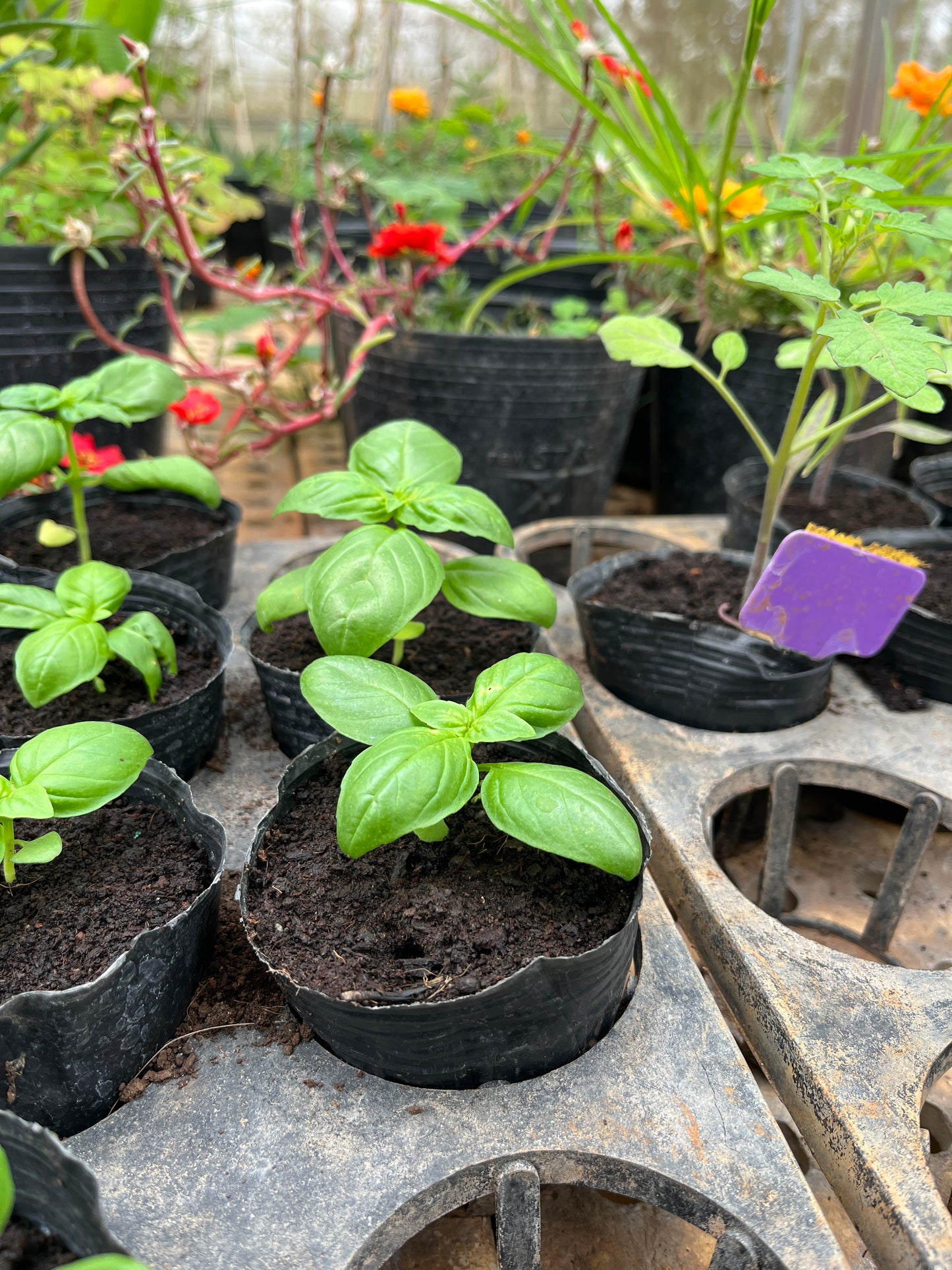 827 All-sgn Basil/Quế ý/