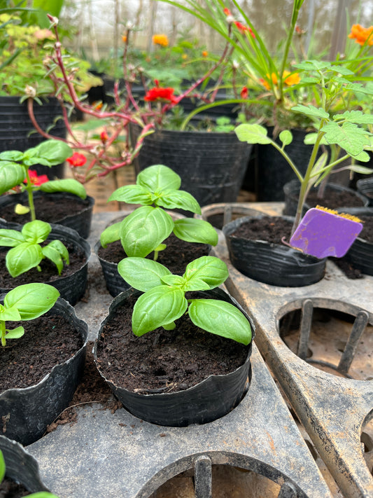 827 All-sgn Basil/Quế ý/