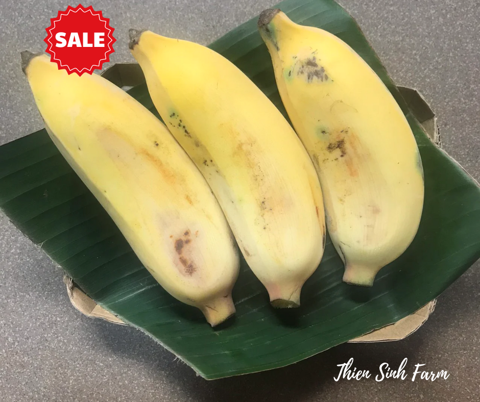 297 Thu-fam Envoy banana/Chuối sứ/1000g