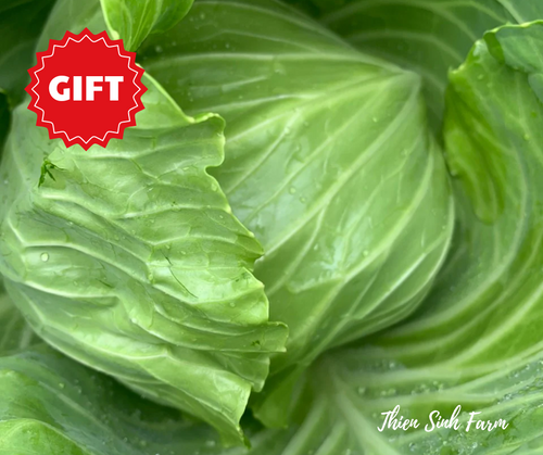 201 Wed-fam Cabbage/Bắp cải/キャベツ (gift for orders from 400k and group orders) 1500g - 2000g