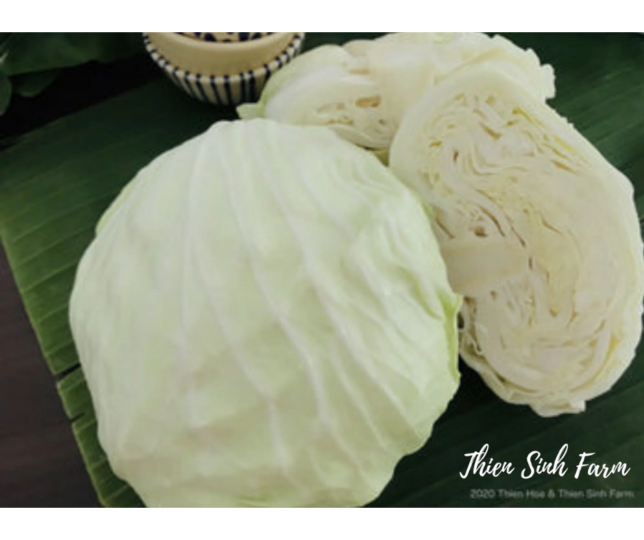 101 Thu-fam Cabbage/Bắp cải/キャベツ600g
