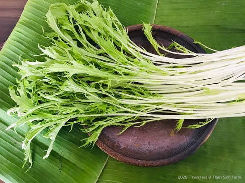 14 Mon Cải đuôi phụng  100g