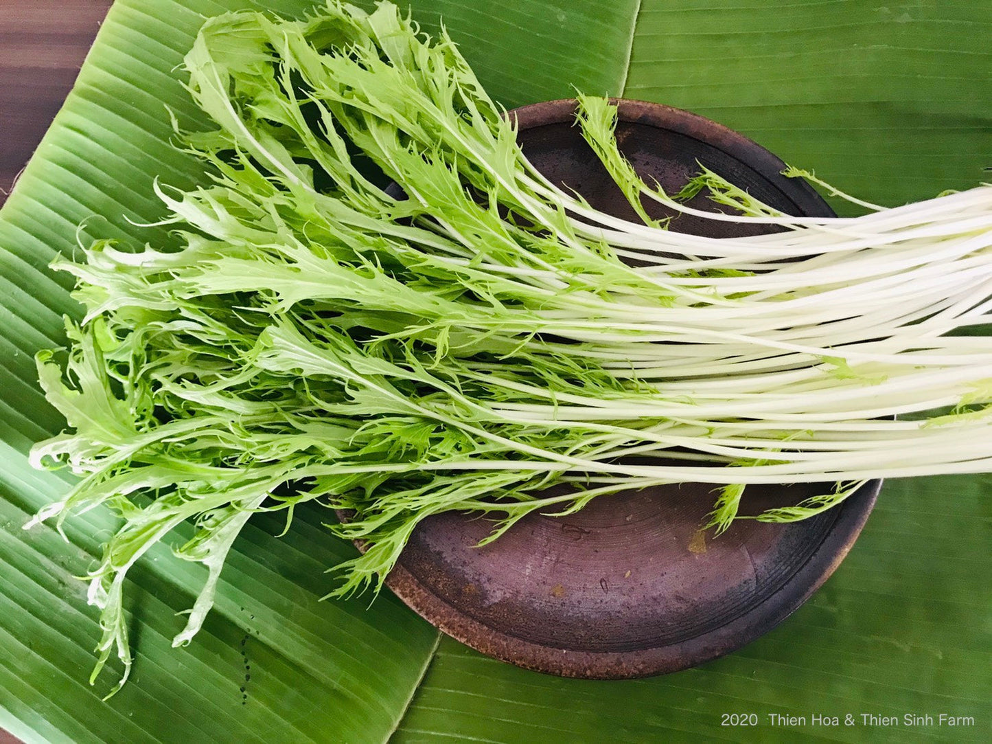 114 Tue-fam Mizuna/Cải đuôi phụng/水菜120g